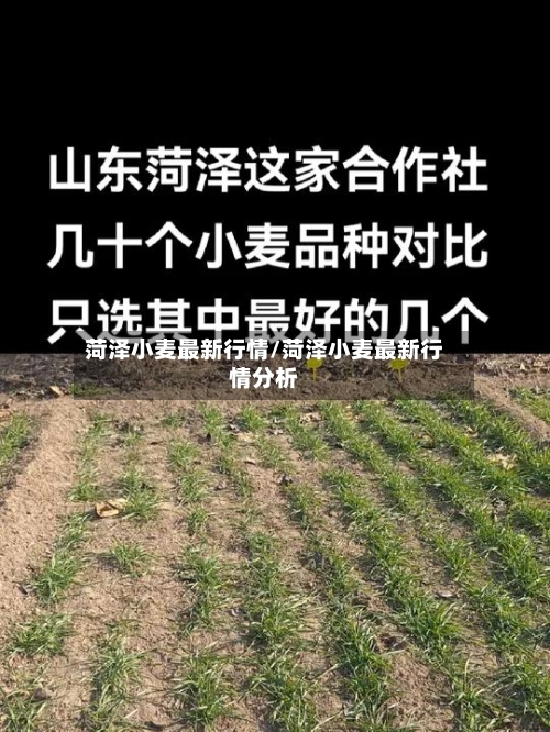 菏泽小麦最新行情/菏泽小麦最新行情分析