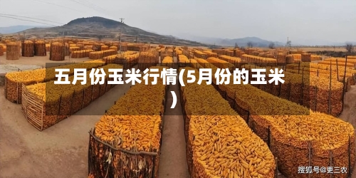 五月份玉米行情(5月份的玉米)