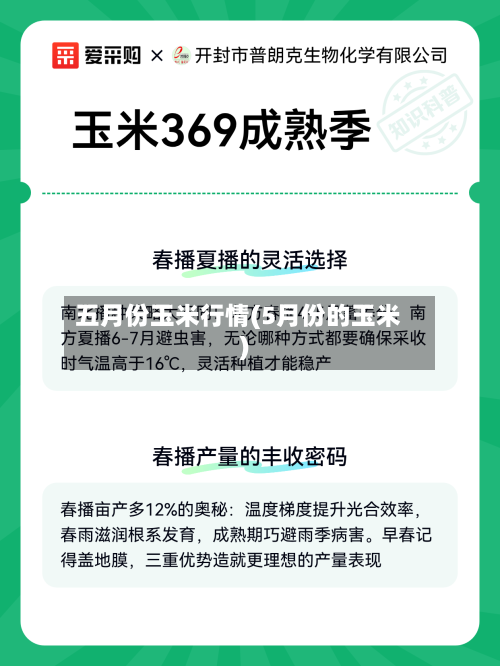 五月份玉米行情(5月份的玉米)-第3张图片