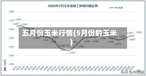 五月份玉米行情(5月份的玉米)-第2张图片
