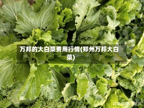 万邦的大白菜费用行情(郑州万邦大白菜)-第2张图片