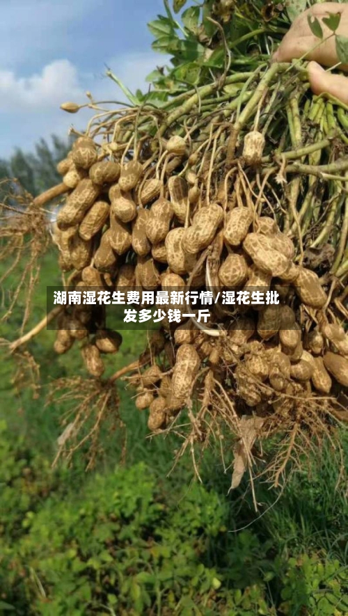 湖南湿花生费用最新行情/湿花生批发多少钱一斤