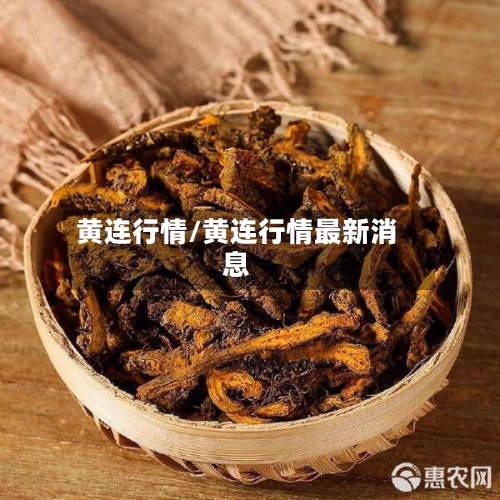 黄连行情/黄连行情最新消息-第2张图片