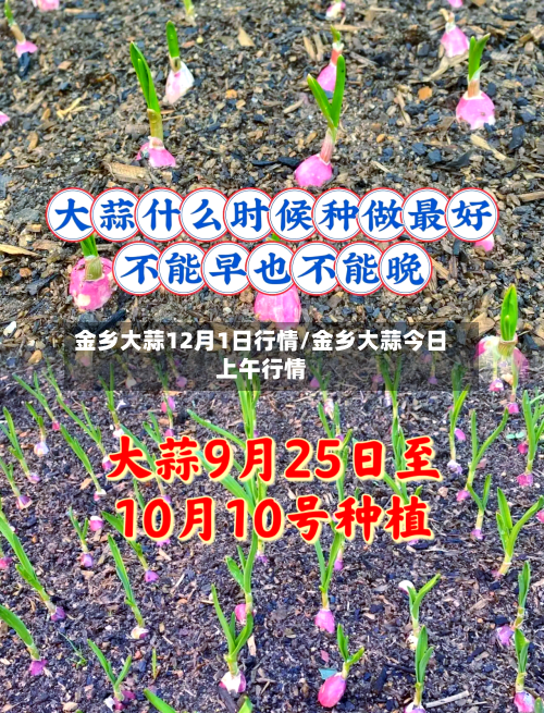 金乡大蒜12月1日行情/金乡大蒜今日上午行情