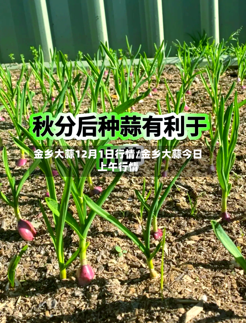 金乡大蒜12月1日行情/金乡大蒜今日上午行情-第2张图片