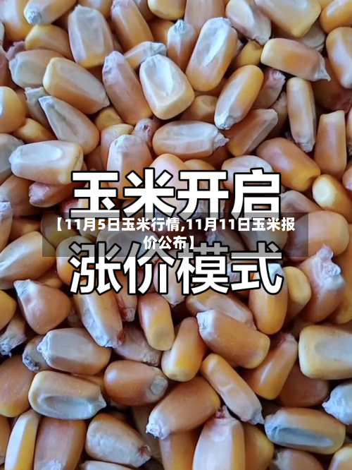 【11月5日玉米行情,11月11日玉米报价公布】