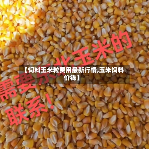 【饲料玉米粒费用最新行情,玉米饲料价钱】