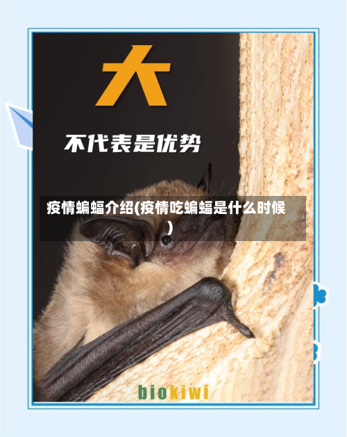 疫情蝙蝠介绍(疫情吃蝙蝠是什么时候)