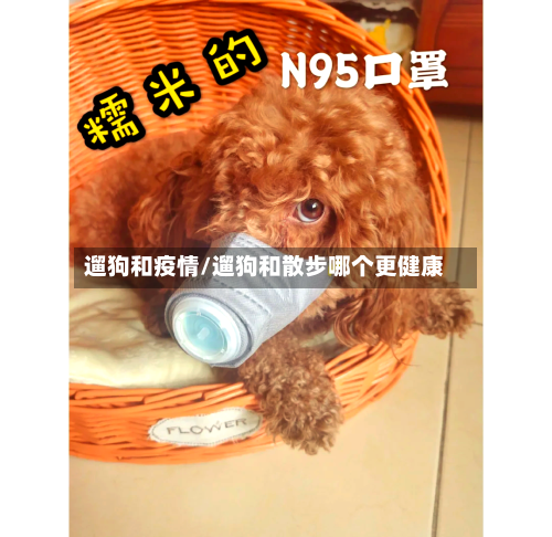 遛狗和疫情/遛狗和散步哪个更健康-第2张图片