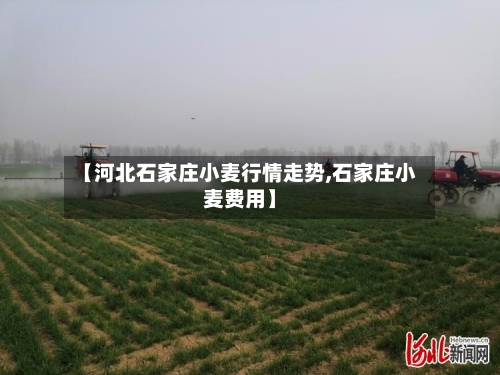 【河北石家庄小麦行情走势,石家庄小麦费用】-第3张图片
