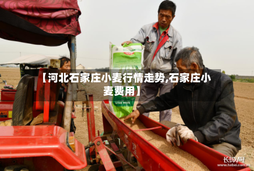 【河北石家庄小麦行情走势,石家庄小麦费用】-第2张图片