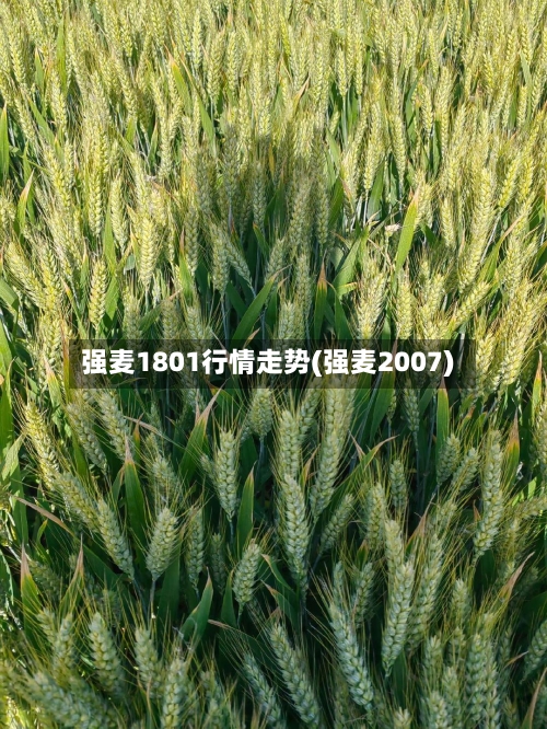 强麦1801行情走势(强麦2007)-第2张图片