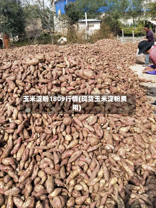 玉米淀粉1809行情(现货玉米淀粉费用)