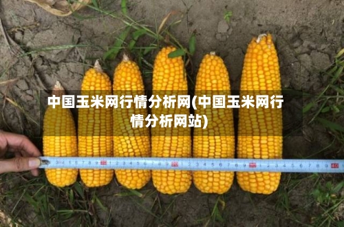 中国玉米网行情分析网(中国玉米网行情分析网站)