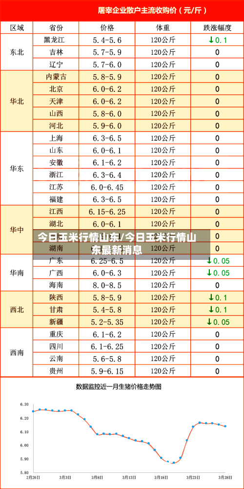 今日玉米行情山东/今日玉米行情山东最新消息