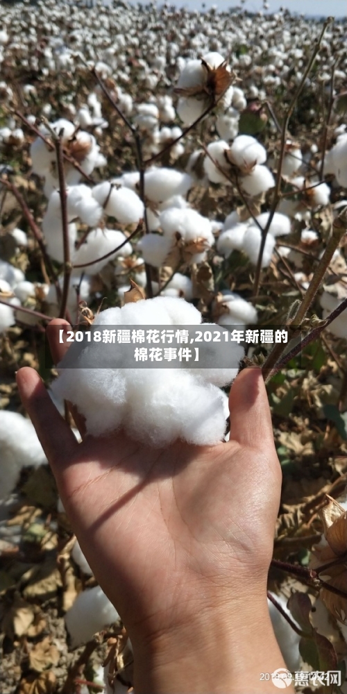 【2018新疆棉花行情,2021年新疆的棉花事件】-第3张图片
