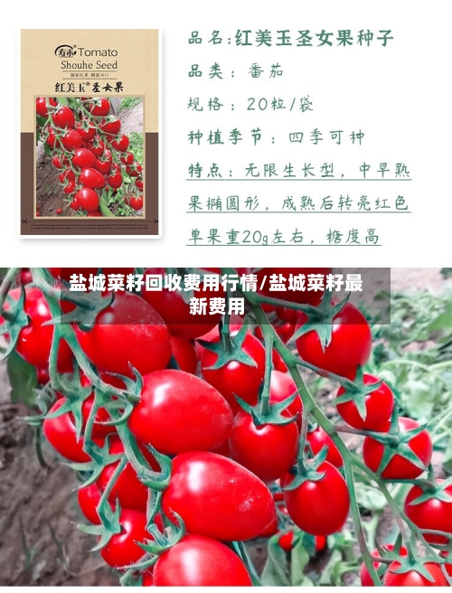 盐城菜籽回收费用行情/盐城菜籽最新费用-第2张图片