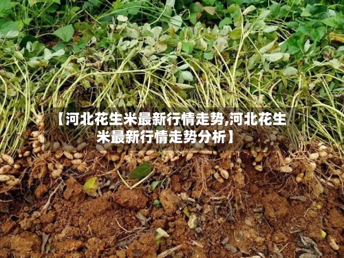 【河北花生米最新行情走势,河北花生米最新行情走势分析】