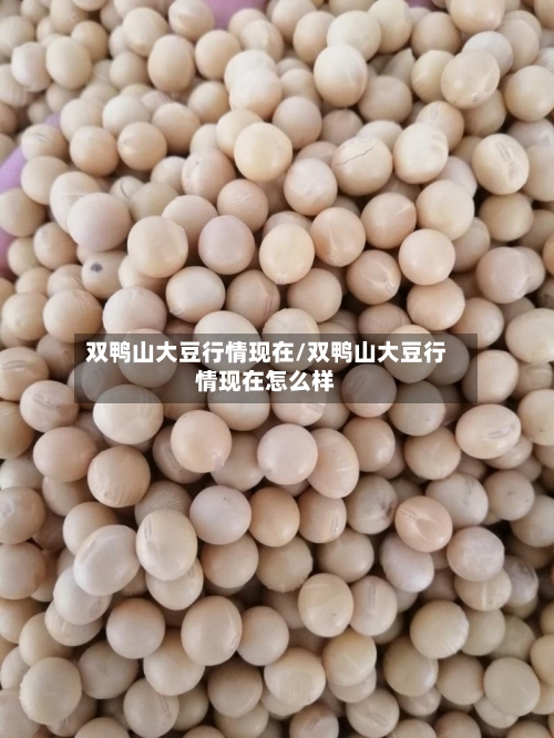 双鸭山大豆行情现在/双鸭山大豆行情现在怎么样-第3张图片