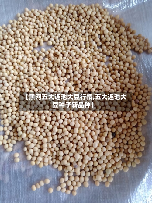 【黑河五大连池大豆行情,五大连池大豆种子新品种】