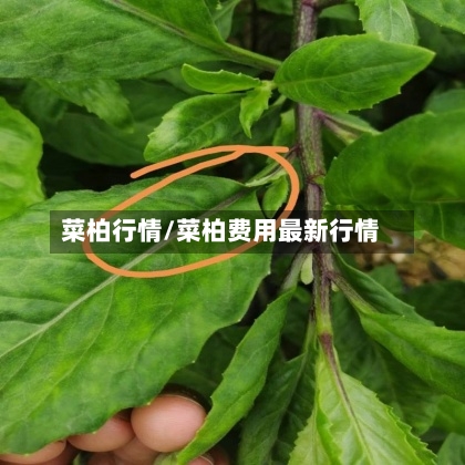 菜柏行情/菜柏费用最新行情-第2张图片