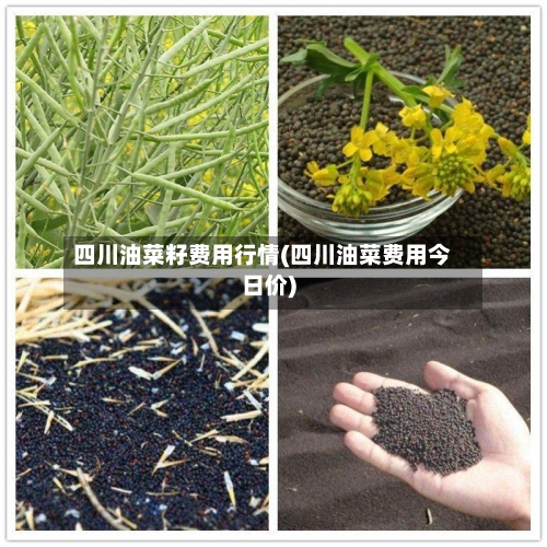 四川油菜籽费用行情(四川油菜费用今日价)-第3张图片