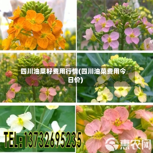 四川油菜籽费用行情(四川油菜费用今日价)