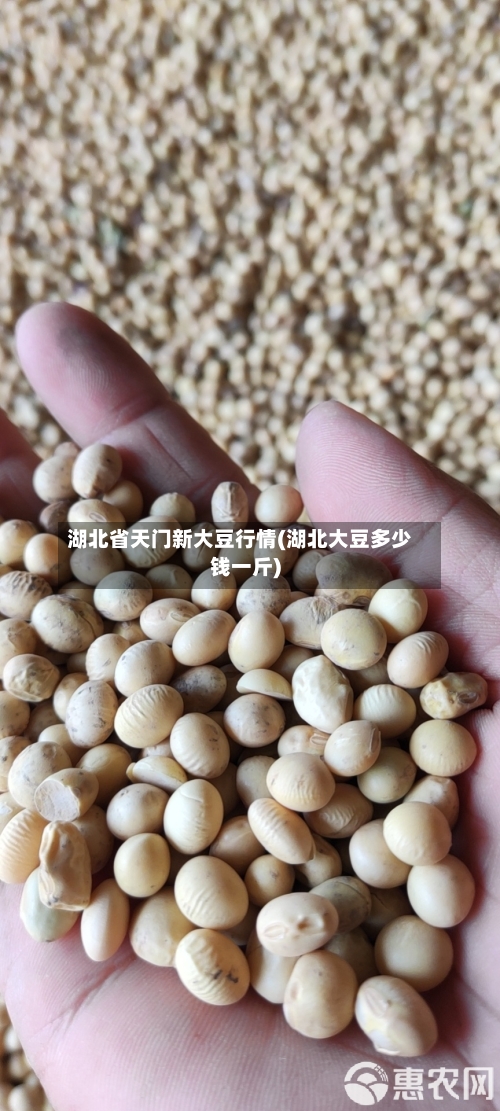 湖北省天门新大豆行情(湖北大豆多少钱一斤)-第2张图片