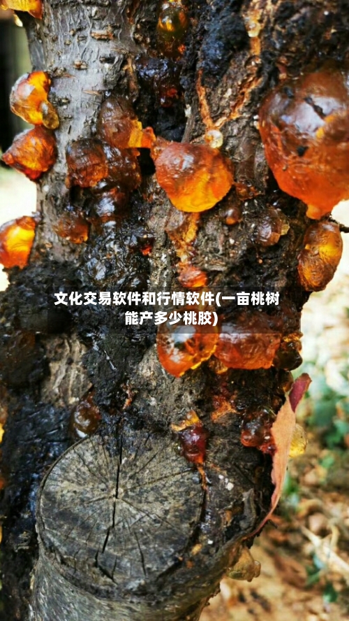 文化交易软件和行情软件(一亩桃树能产多少桃胶)-第3张图片