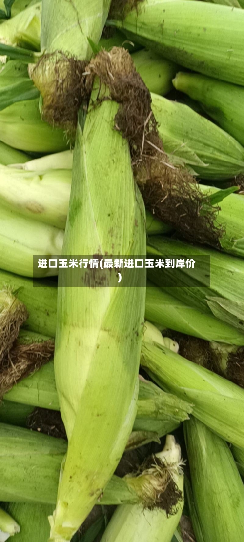 进口玉米行情(最新进口玉米到岸价)-第2张图片
