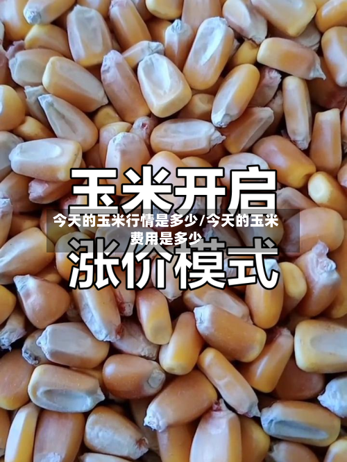 今天的玉米行情是多少/今天的玉米费用是多少-第2张图片