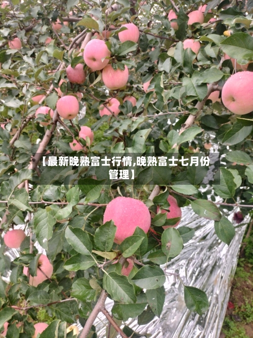 【最新晚熟富士行情,晚熟富士七月份管理】-第2张图片