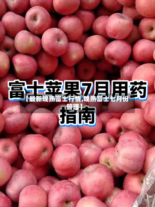 【最新晚熟富士行情,晚熟富士七月份管理】