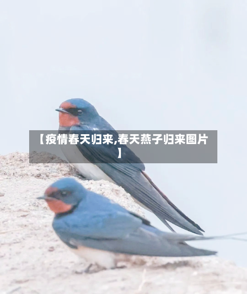 【疫情春天归来,春天燕子归来图片】