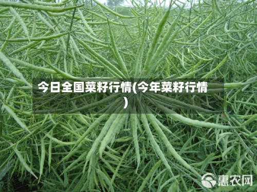 今日全国菜籽行情(今年菜籽行情)