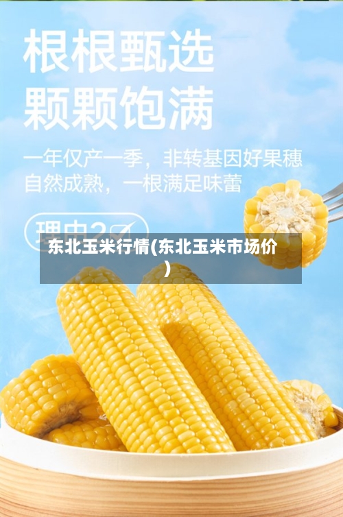 东北玉米行情(东北玉米市场价)