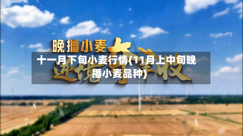 十一月下旬小麦行情(11月上中旬晚播小麦品种)