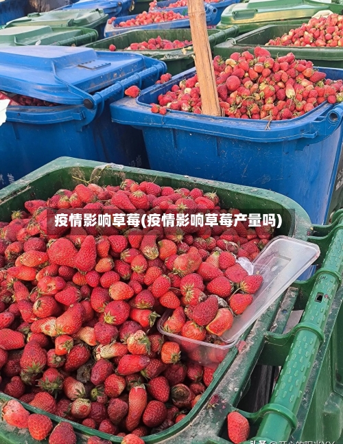 疫情影响草莓(疫情影响草莓产量吗)