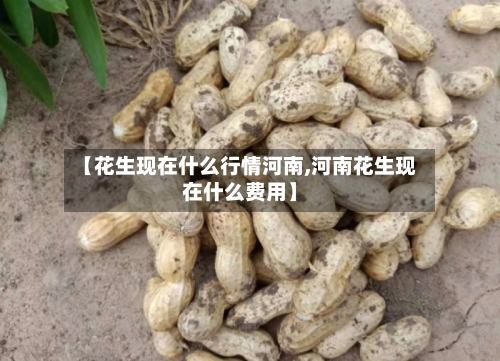 【花生现在什么行情河南,河南花生现在什么费用】-第3张图片