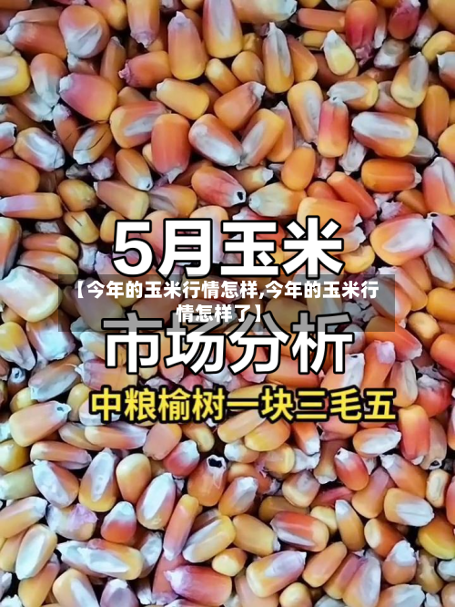 【今年的玉米行情怎样,今年的玉米行情怎样了】