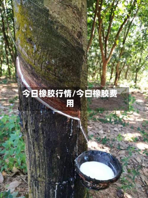 今日橡胶行情/今曰橡胶费用