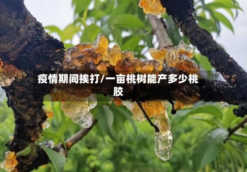 疫情期间挨打/一亩桃树能产多少桃胶-第3张图片