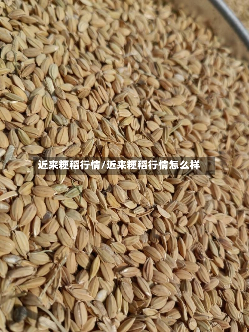 近来粳稻行情/近来粳稻行情怎么样-第2张图片