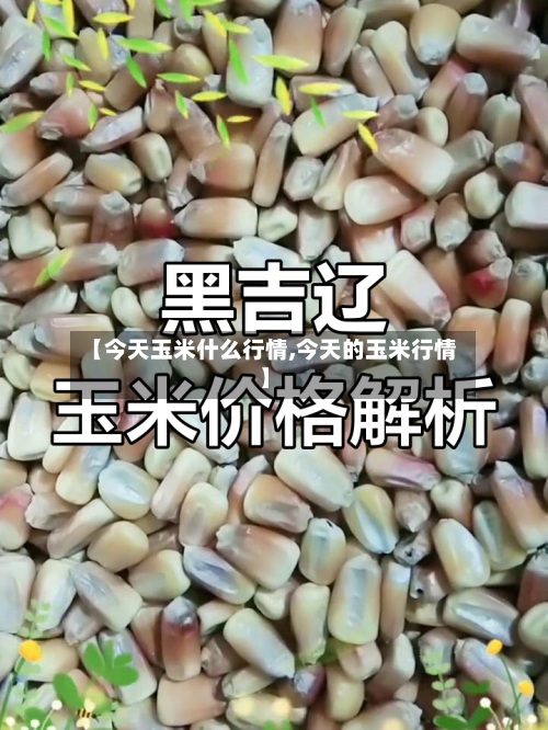 【今天玉米什么行情,今天的玉米行情】-第3张图片
