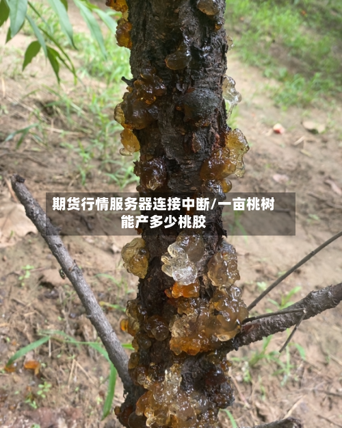 期货行情服务器连接中断/一亩桃树能产多少桃胶-第2张图片