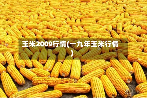 玉米2009行情(一九年玉米行情)-第3张图片