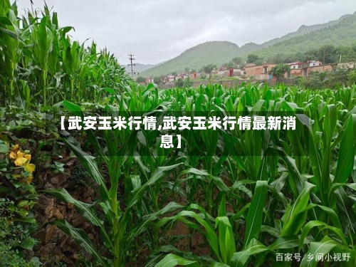 【武安玉米行情,武安玉米行情最新消息】
