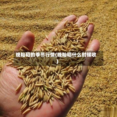 晚籼稻的季节行情(晚籼稻什么时候收)