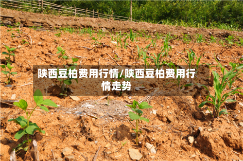 陕西豆柏费用行情/陕西豆柏费用行情走势