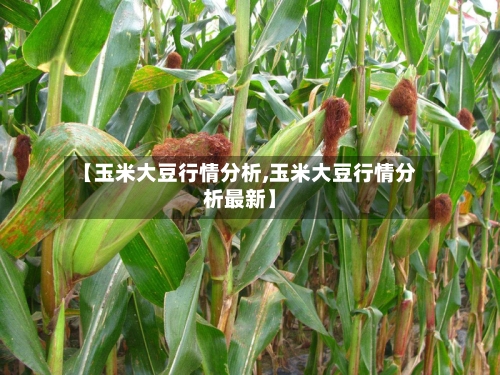 【玉米大豆行情分析,玉米大豆行情分析最新】-第2张图片